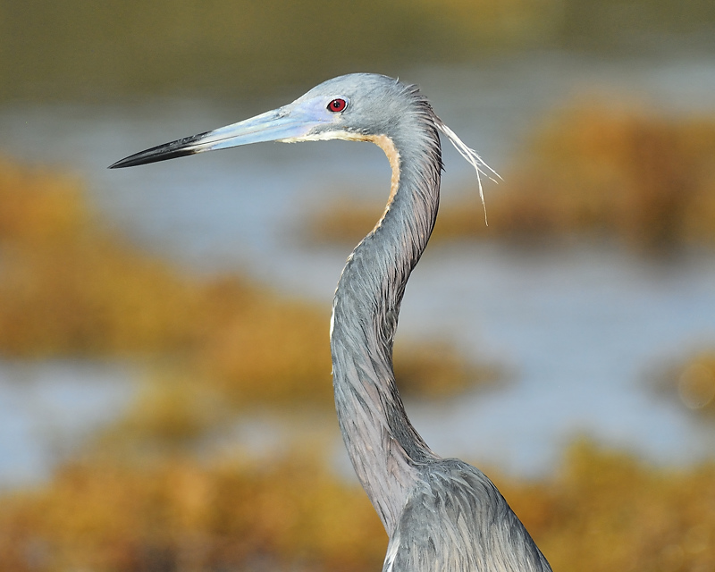 tricolored heron BRD9876.JPG