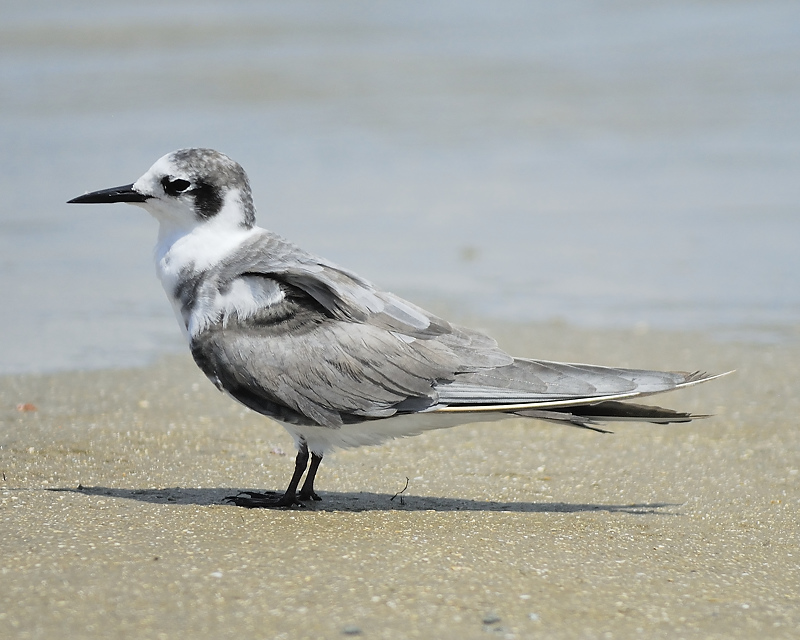 black tern BRD0314.JPG