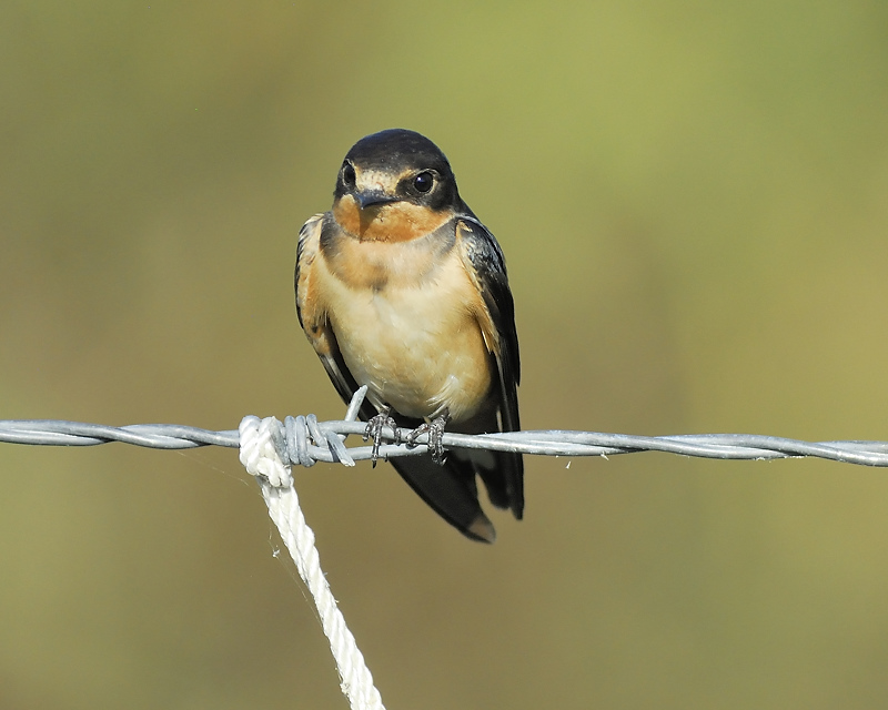 barn swallow BRD1307.JPG