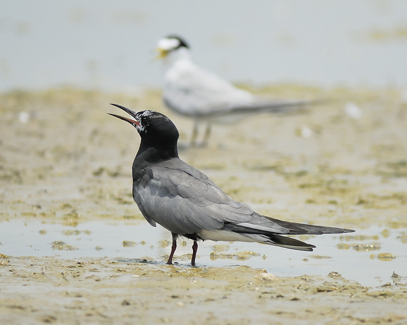 black tern BRD1746.JPG