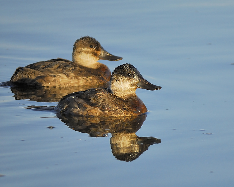 ruddy duck BRD4501.JPG