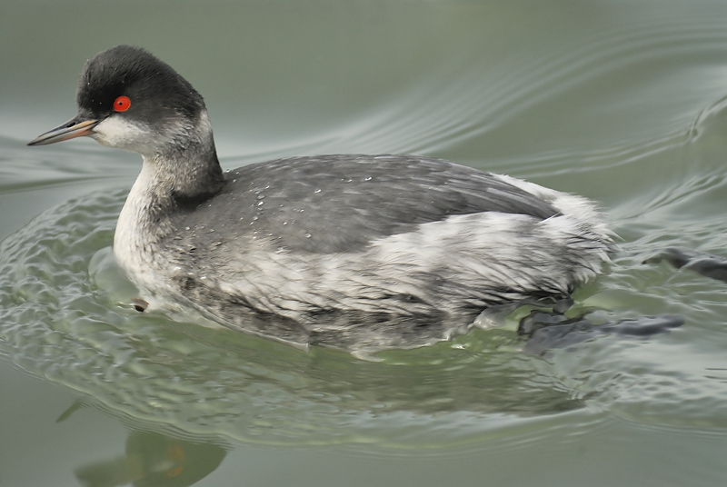 eared grebe BRD5042.JPG