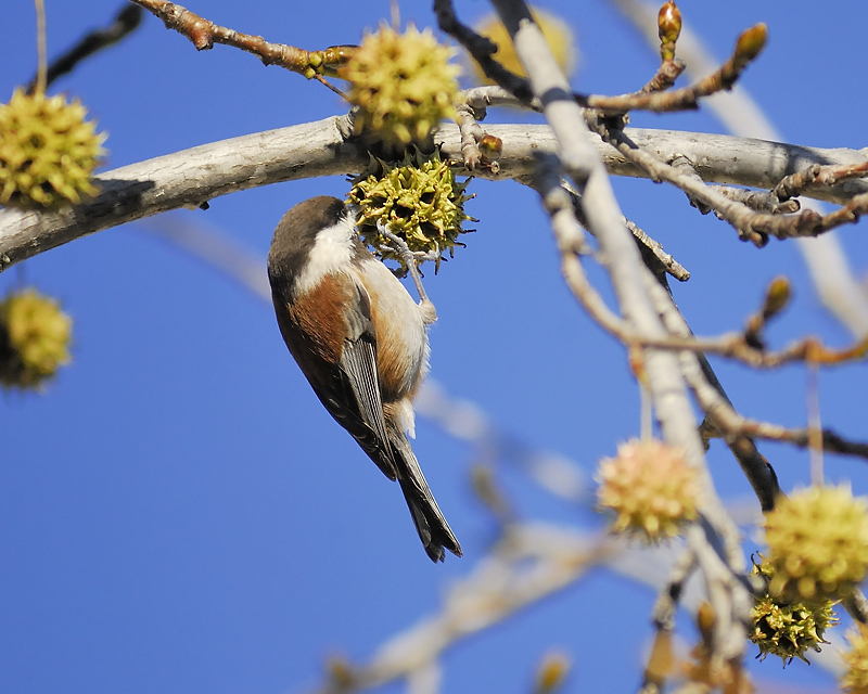 chestnut-backed chickadee BRD5295.JPG