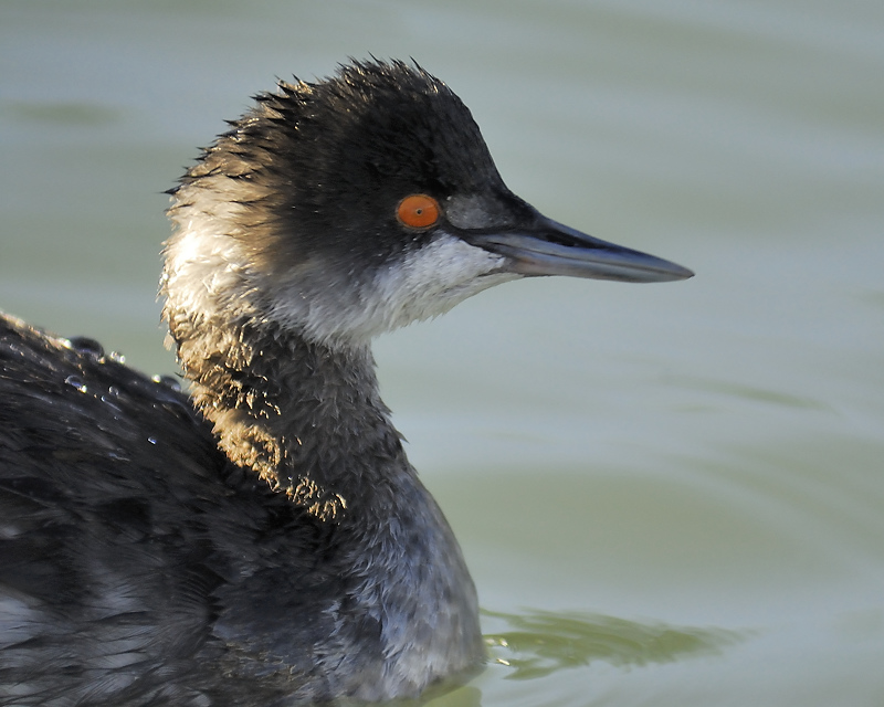 eared grebe BRD5422.JPG