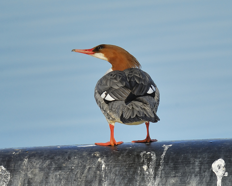 common merganser BRD5590.JPG