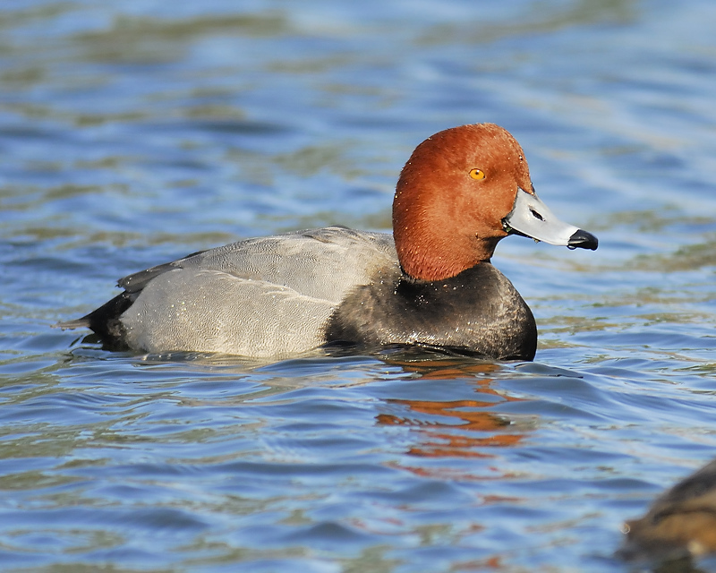 redhead BRD6301.JPG