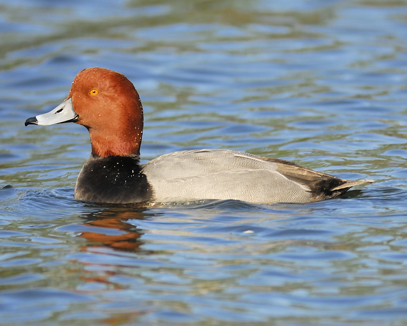 redhead BRD6309.JPG