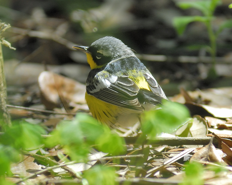 magnolia warbler BRD7490.JPG