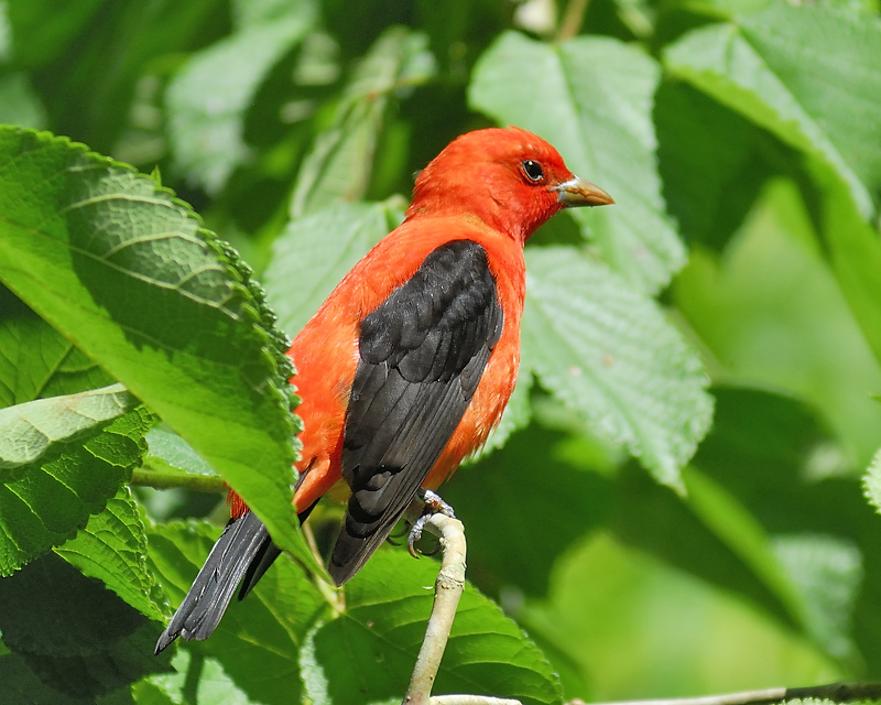 scarlet tanager BRD7461.JPG