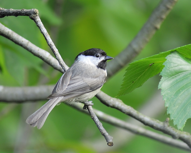 carolina chickadee BRD7694.JPG