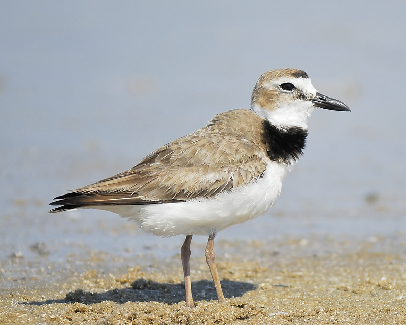 wilsons plover BRD7798.JPG