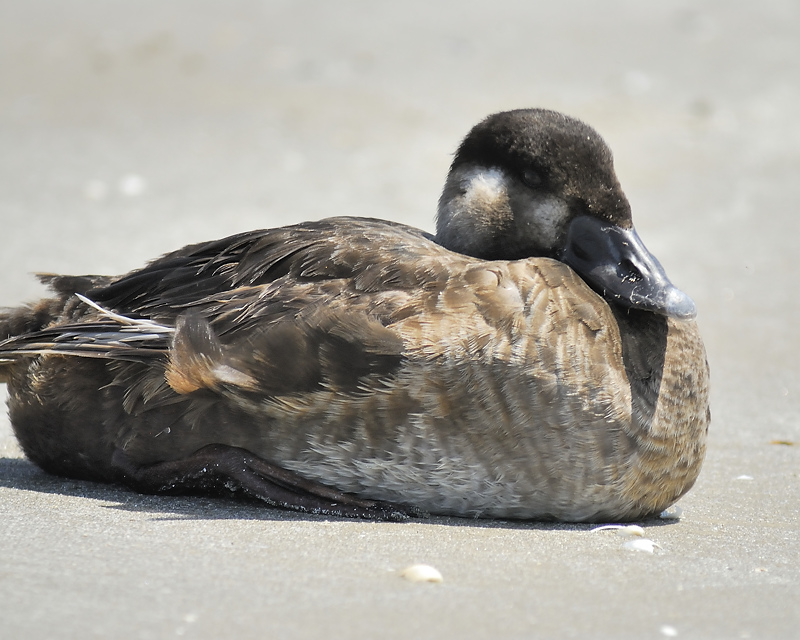 surf scoter BRD7859.JPG