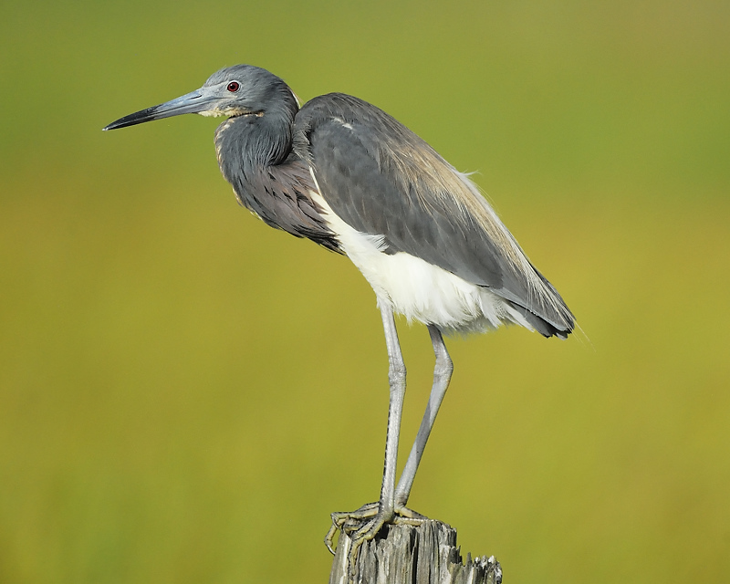 tricolored heron BRD8355.JPG