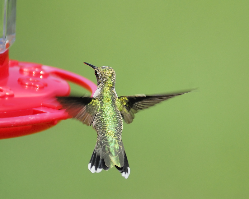 ruby-throated hummingbird BRD8710.JPG