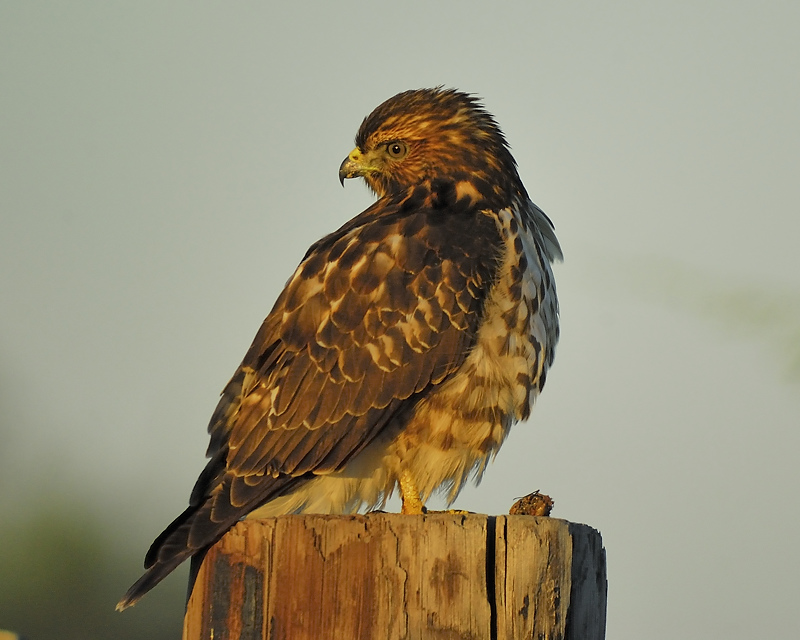 broad-winged hawk BRD8865.JPG