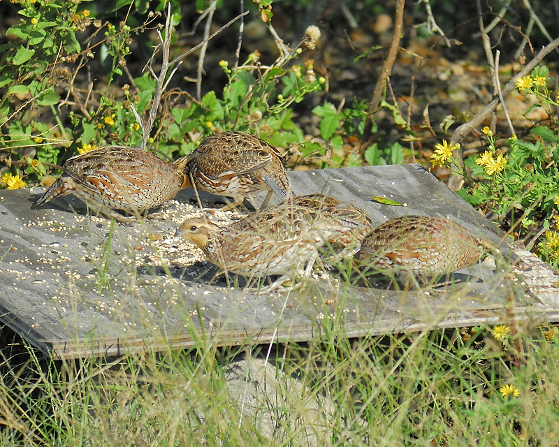 northern bobwhite BRD9393.JPG