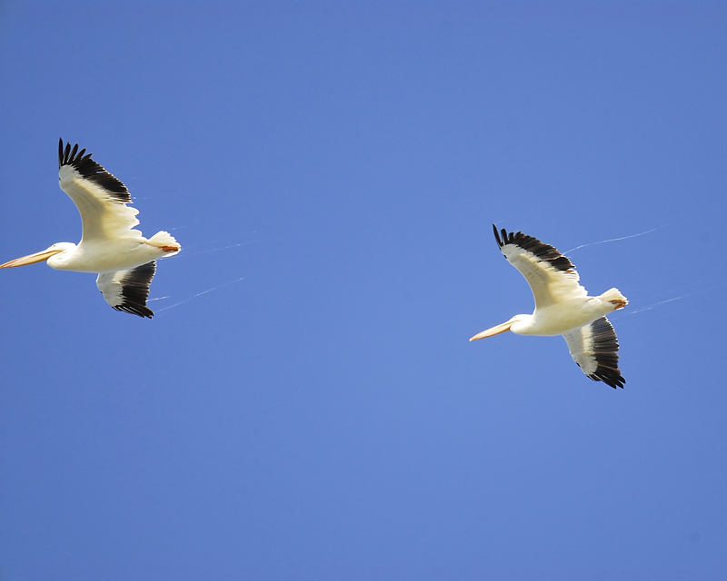 white pelican silk BRD9506.JPG