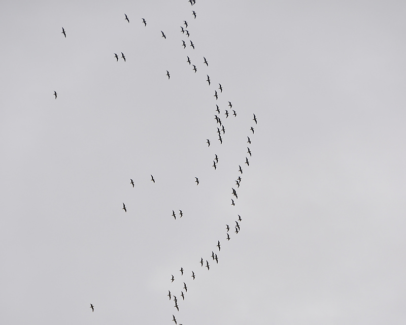 franklins gull DSC4349.JPG