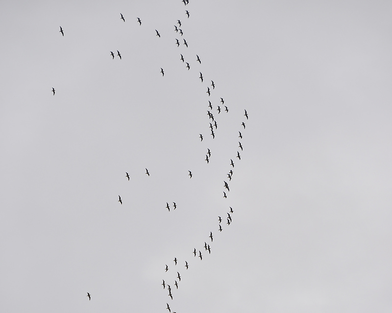 franklins gull DSC4349.JPG