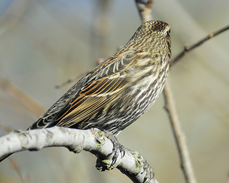 red-winged blackbird BRD0277.JPG