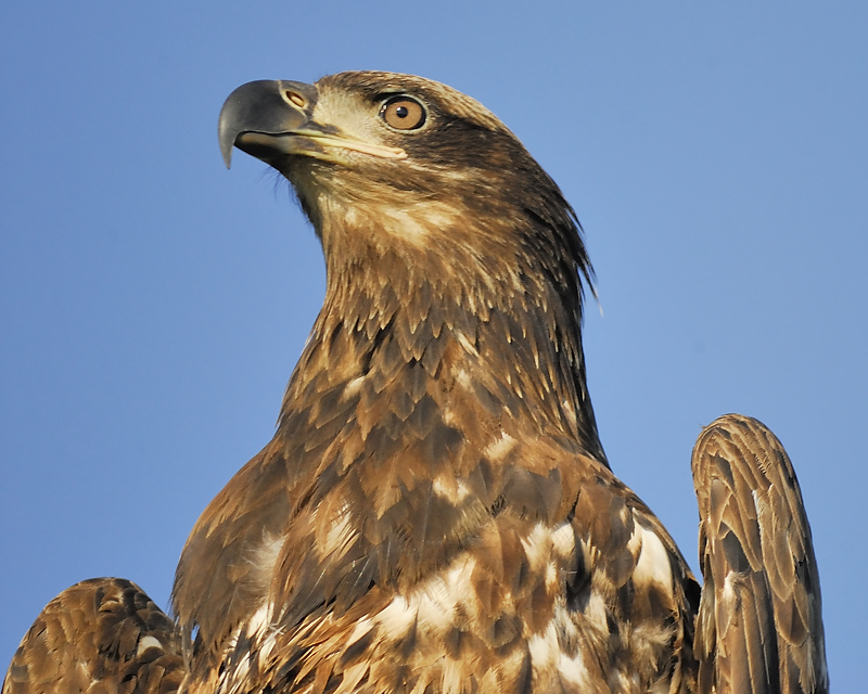 bald eagle BRD1087.JPG