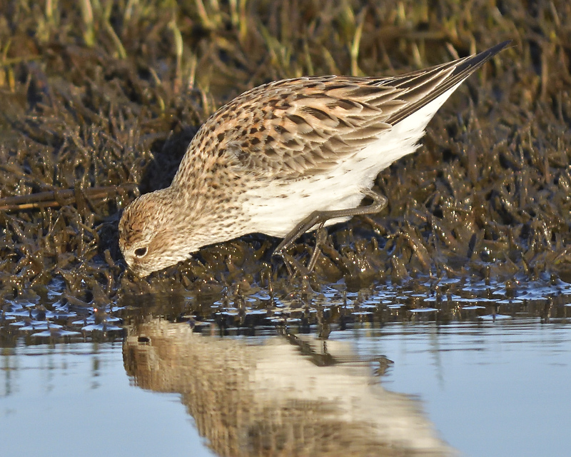 white-rumped sandpiper BRD0628.JPG