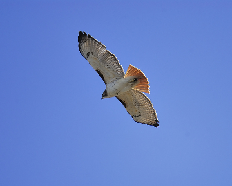 red-tailed hawk BRD0560.JPG