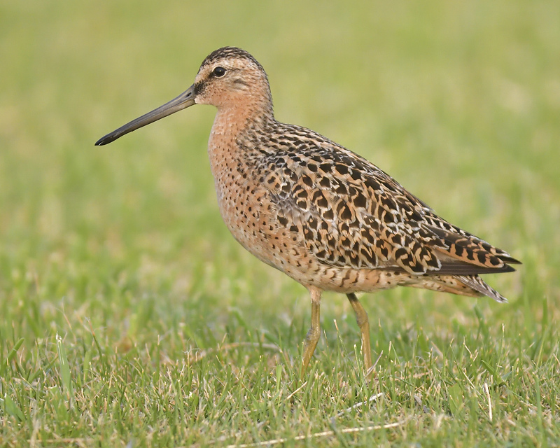 short-billed dowitcher BRD1193.JPG