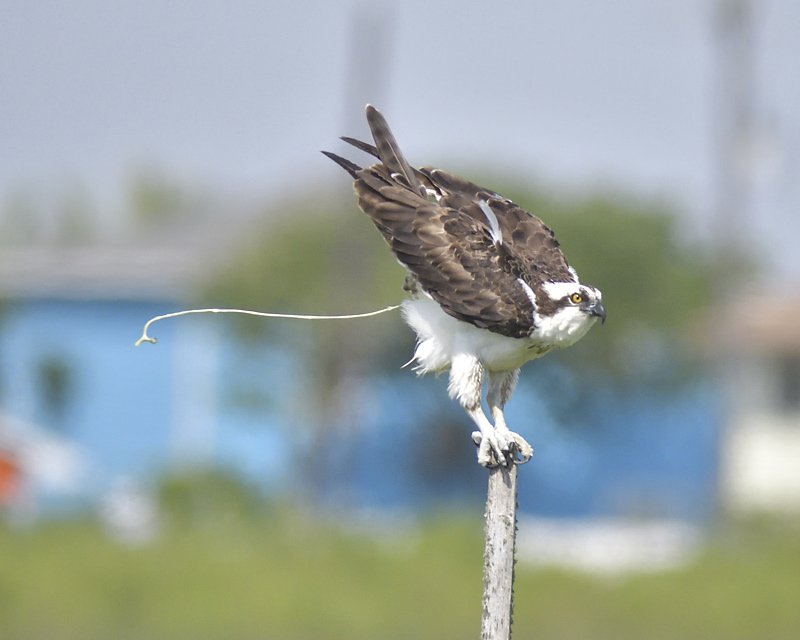osprey BRD1436.JPG