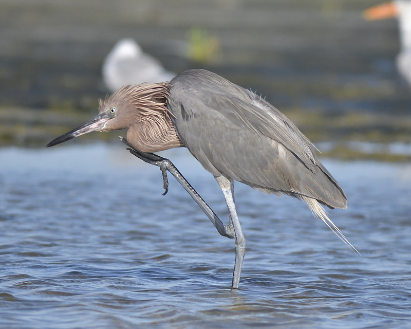 reddish egret BRD2038.JPG
