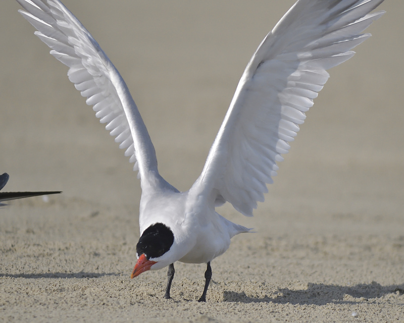 caspian tern BRD2229.JPG