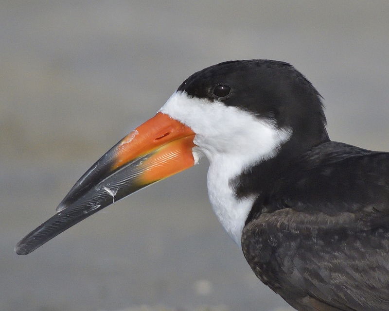 black skimmer BRD3268.JPG