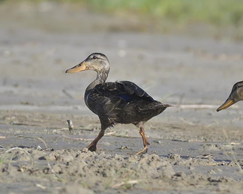 mottled duck BRD3320.JPG