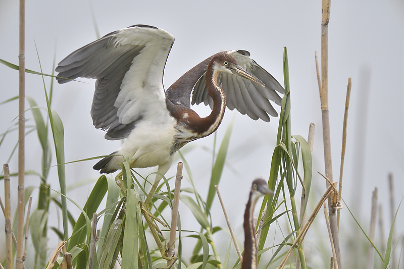 tricolored heron BRD4691.JPG