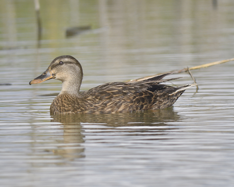 mottled duck BRD5169.JPG