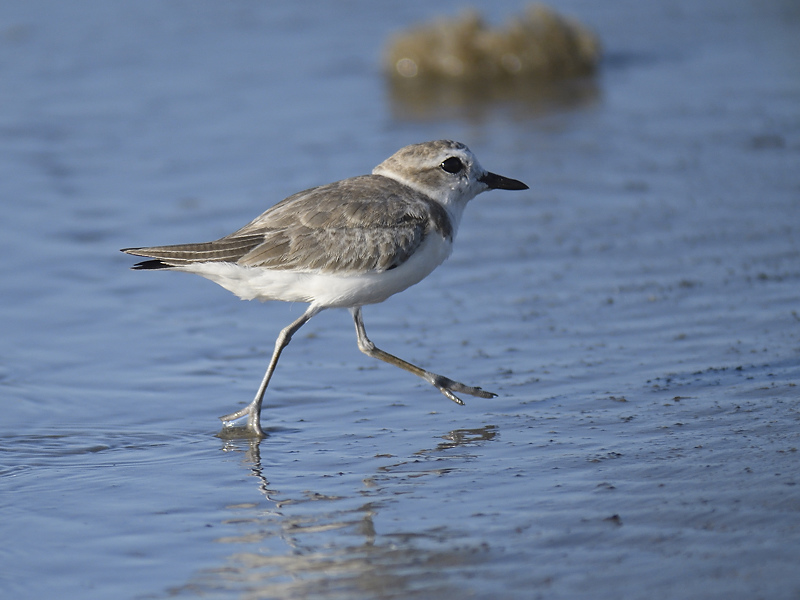 snowy plover BRD6481.JPG