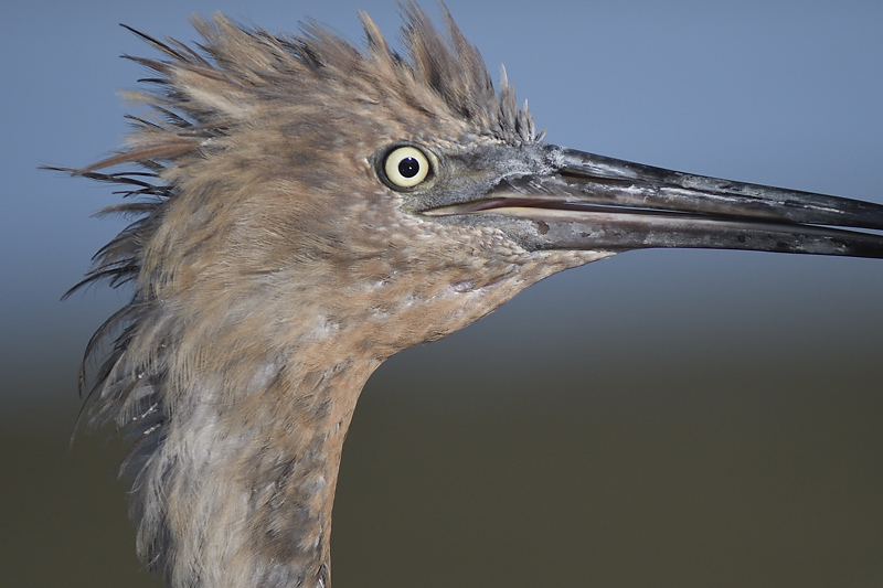 reddish egret BRD6569.JPG