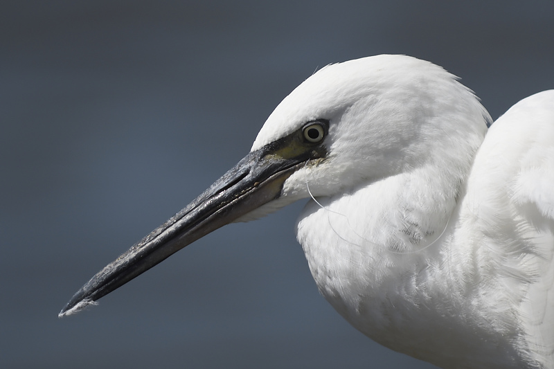 reddish egret BRD6824.JPG
