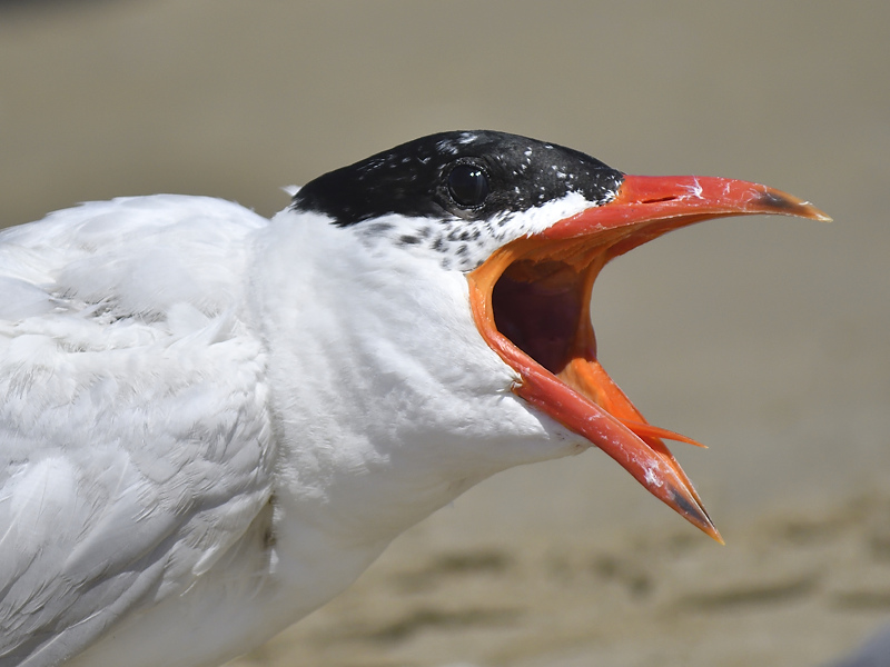 caspian tern BRD7321.JPG