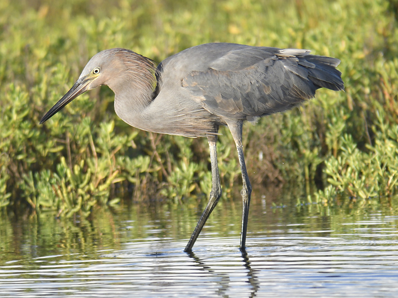 reddish egret BRD7925.JPG