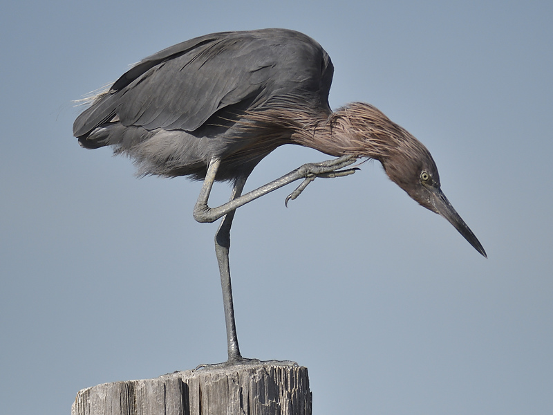 reddish egret BRD8311.JPG