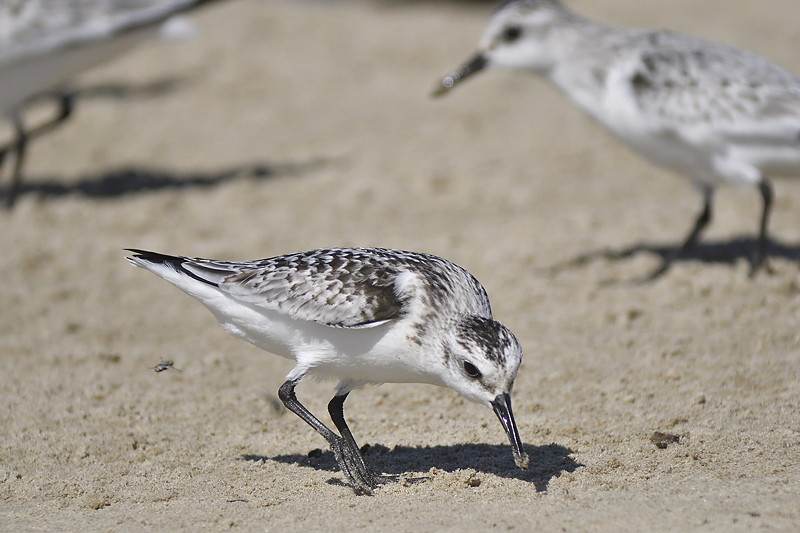 sanderling BRD8432.JPG