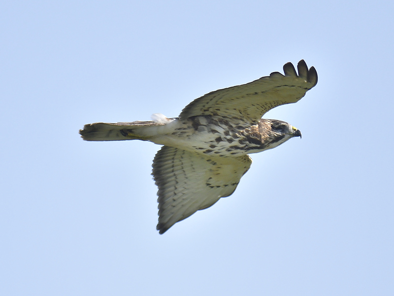 broad-winged hawk BRD8078.JPG