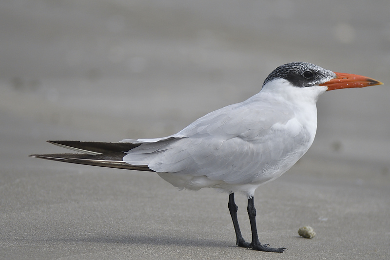 caspian tern BRD8977.JPG