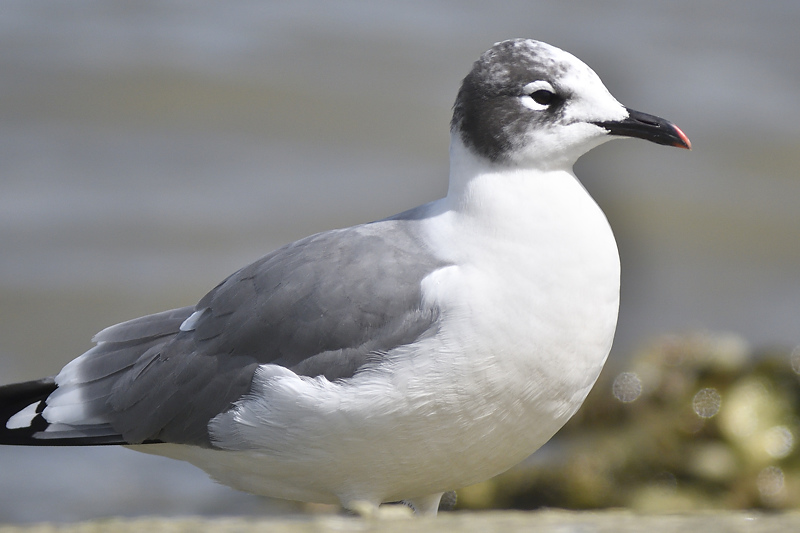 franklins gull BRD0155.JPG