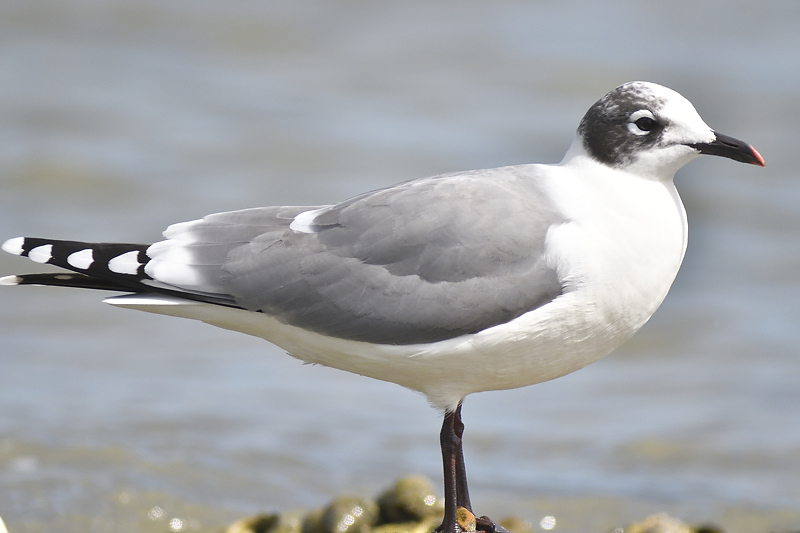 franklins gull BRD0160.JPG