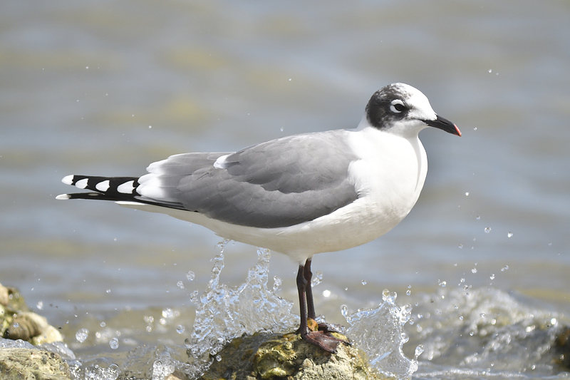 franklins gull BRD0161.JPG