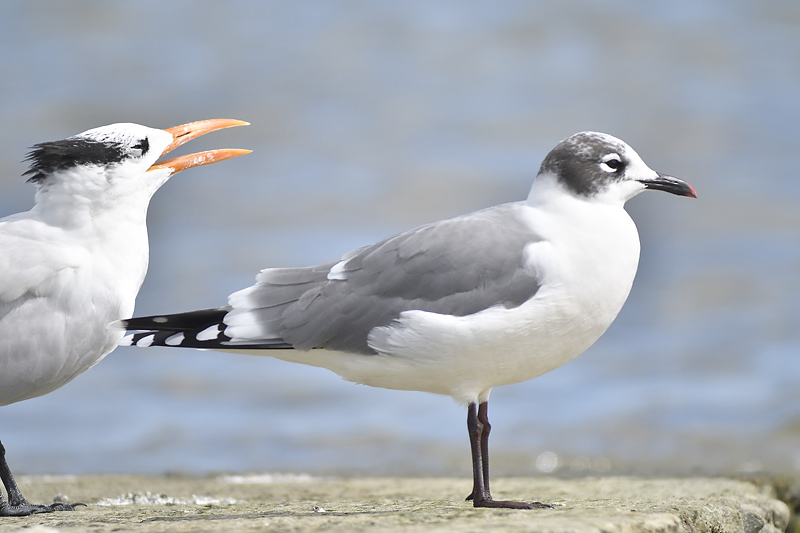 franklins gull BRD0170.JPG