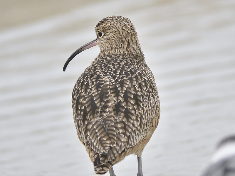 long-billed curlew BRD1427.JPG