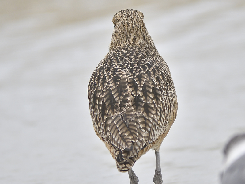 long-billed curlew BRD1426.JPG